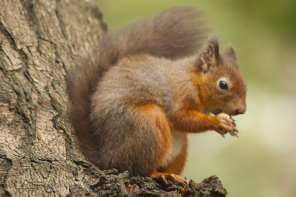 Red squirrel on Brownsea Island