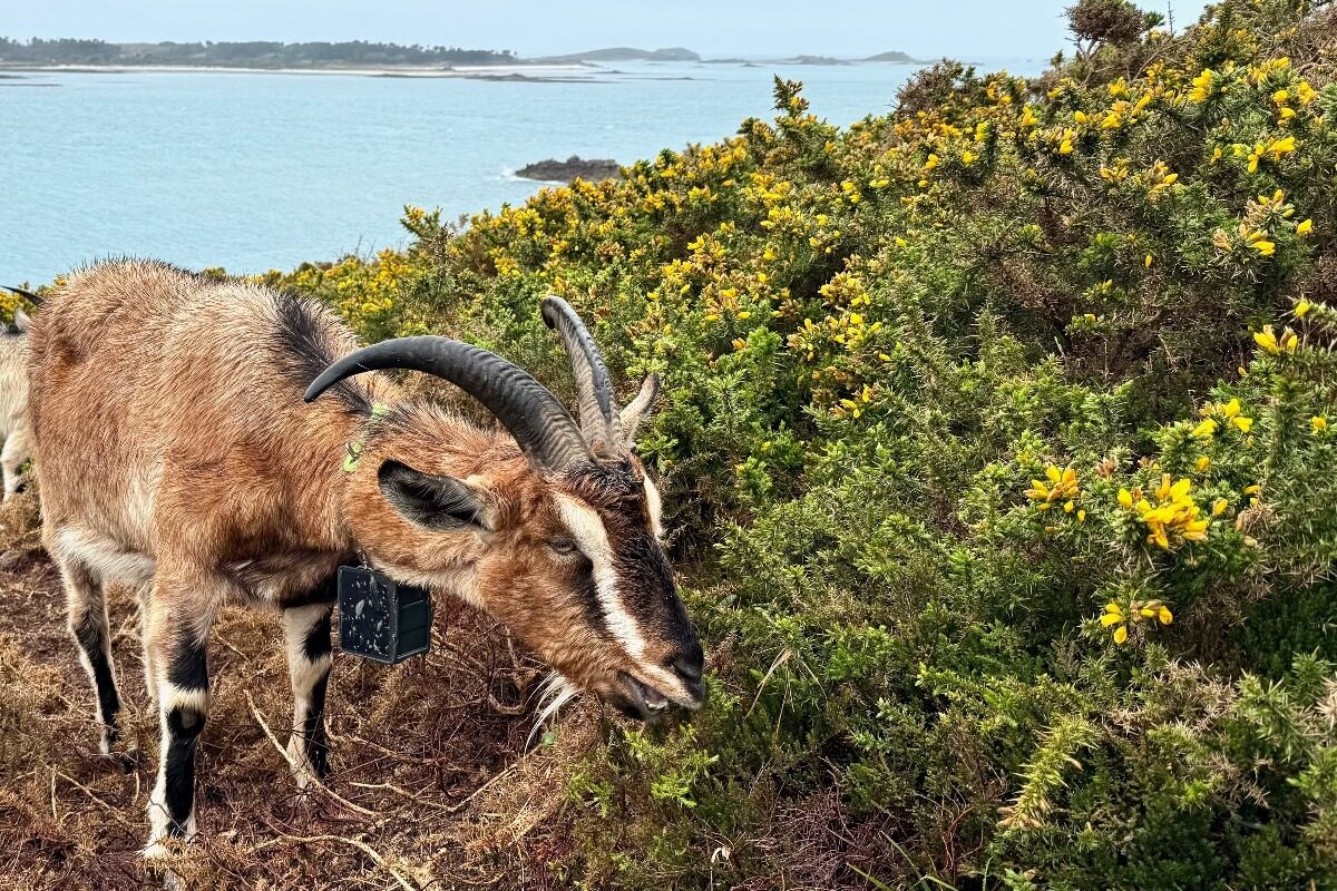 A Scilly Billy on St Mary's, Isles of Scilly