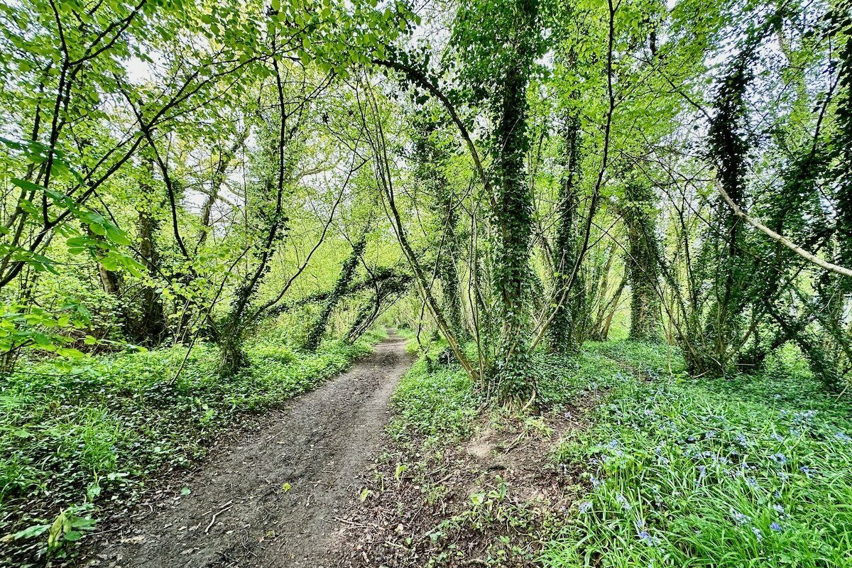 Ancient Wood at Michelmarsh Farm, Romsey in Hampshire