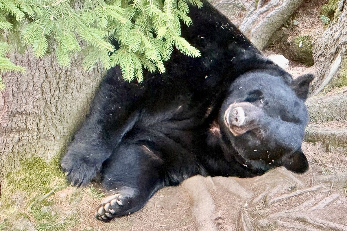 Black Bear at Zoo des Marécottes