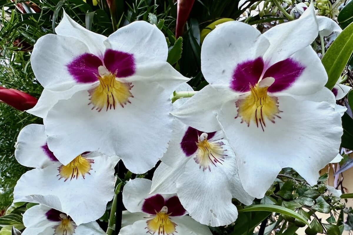 Blossoms at the Orchid Festival, Kew Gardens