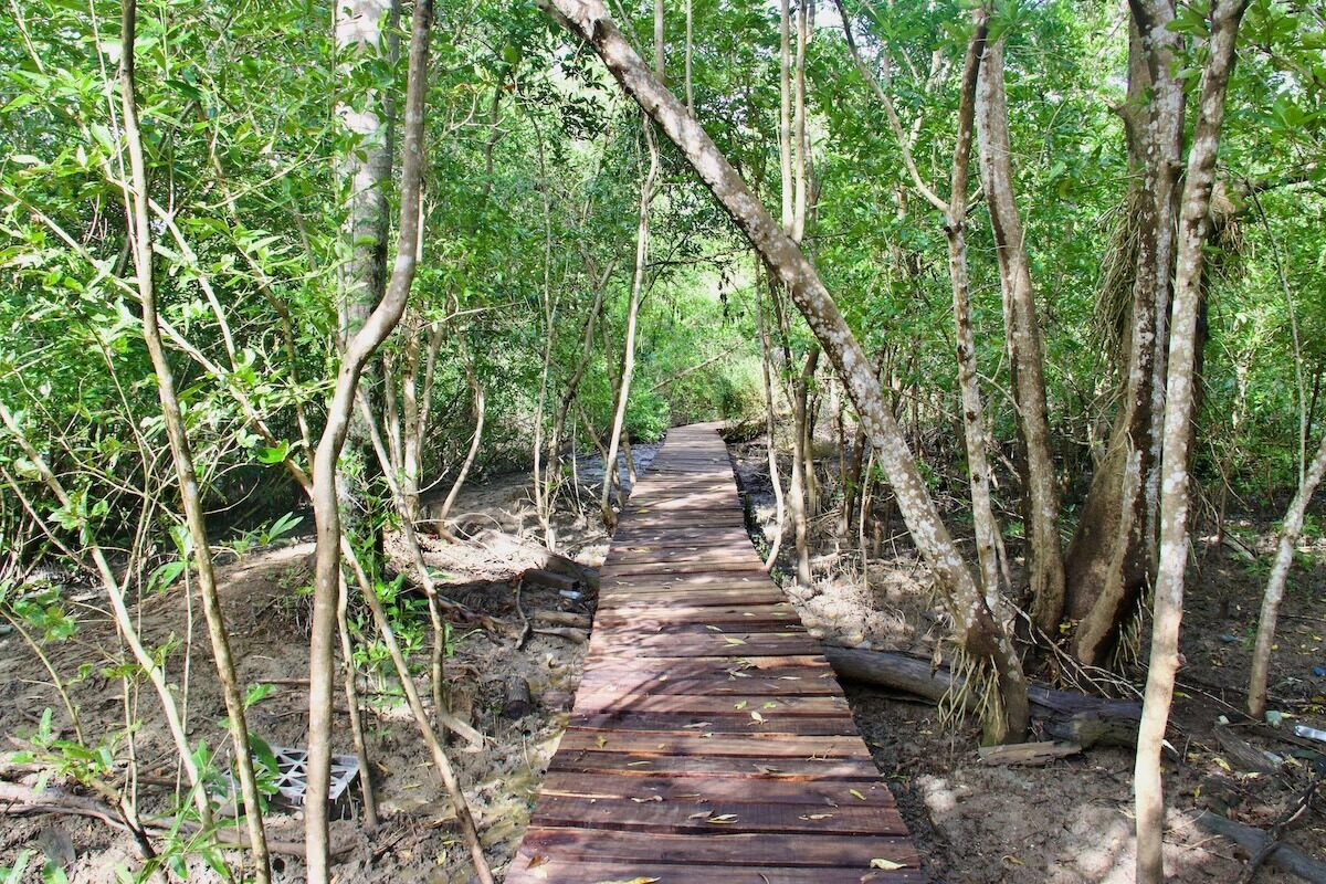 Board Walk in Mangrove Forest in the TUI Forest Project Dominican Republic