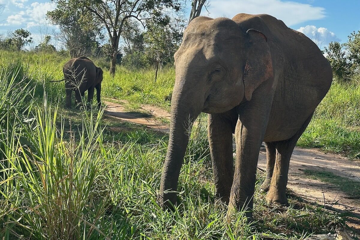 Elephants in Hurulu Eco Park  Safari Sri Lanka