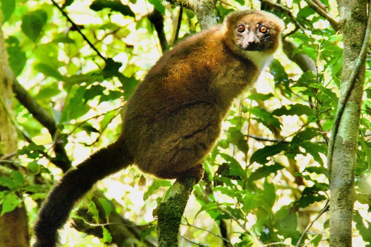 Golden Palm Lemur in Ranomafana National Park, Madagascar