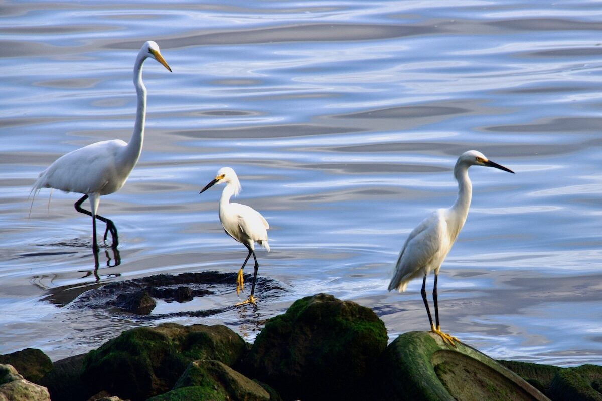 Great Egret and Snowy Egrets in Samaná Bay, Dominican Republic
