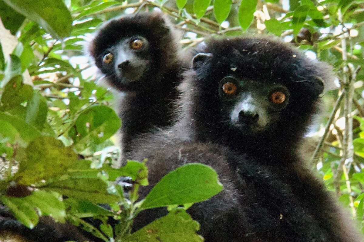 Looking for Lemurs in Madagascar