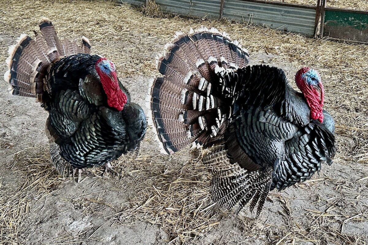 Pet Turkeys at Michelmarsh Farm, Romsey in Hampshire