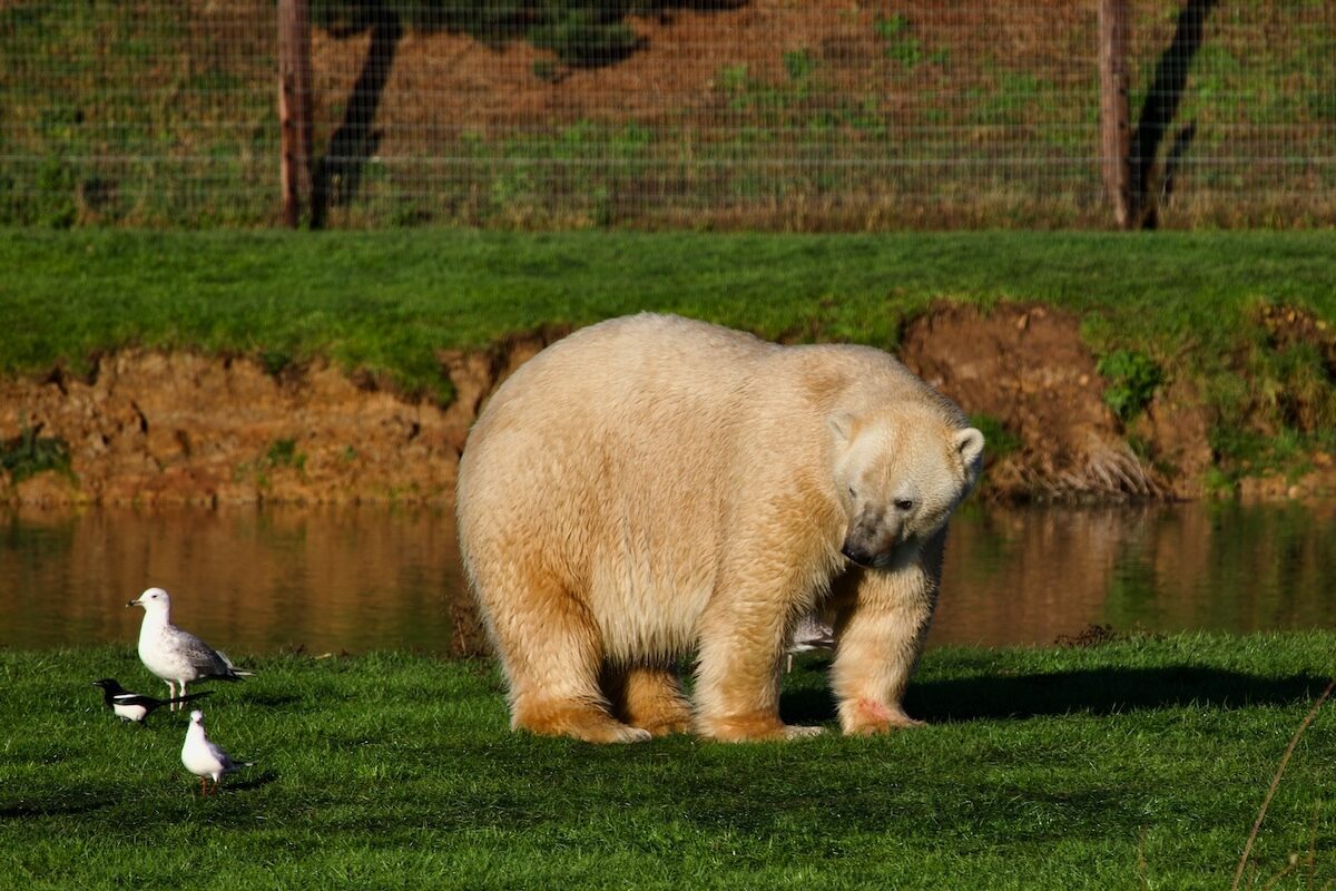 Polar Bear at Yorkshire Wildlife Park, Doncaster