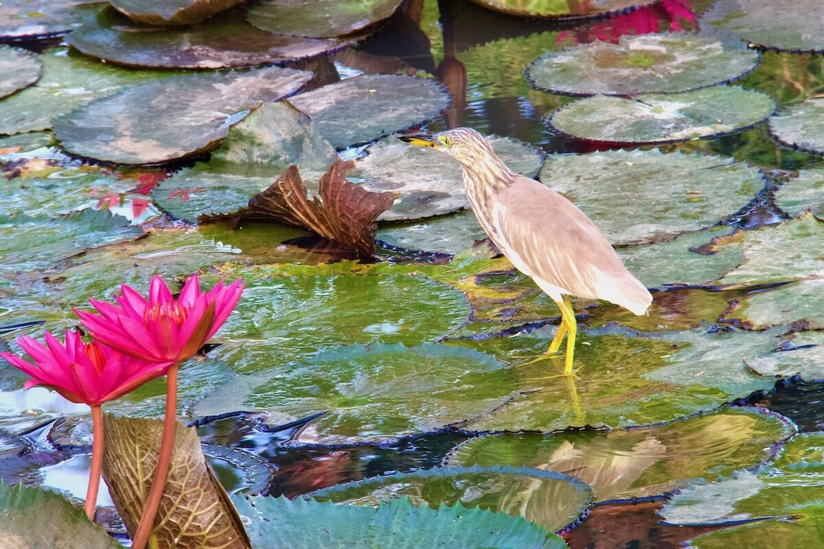 Pond Heron - Nature Walk at Aliya Resort and Spa Sri Lanka