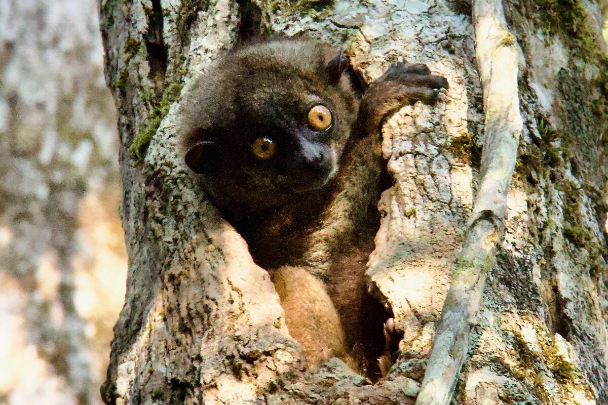 Red-tailed Sportive Lemur in Madagascar