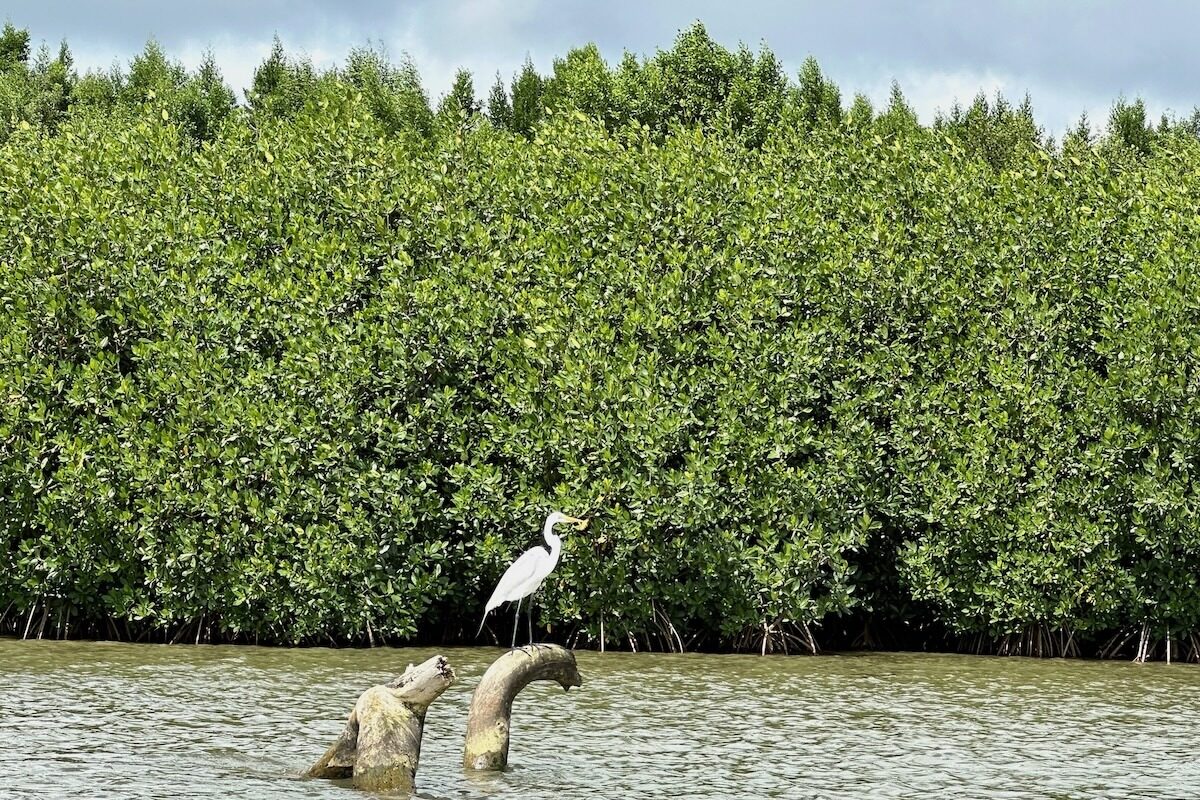 Regenerated Mangrove Forest around Samaná Bay in the Dominican Republic