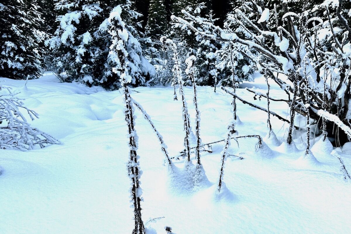 Snow Flowers Blossoming in the Woods of Madonna di Campiglio, Italy