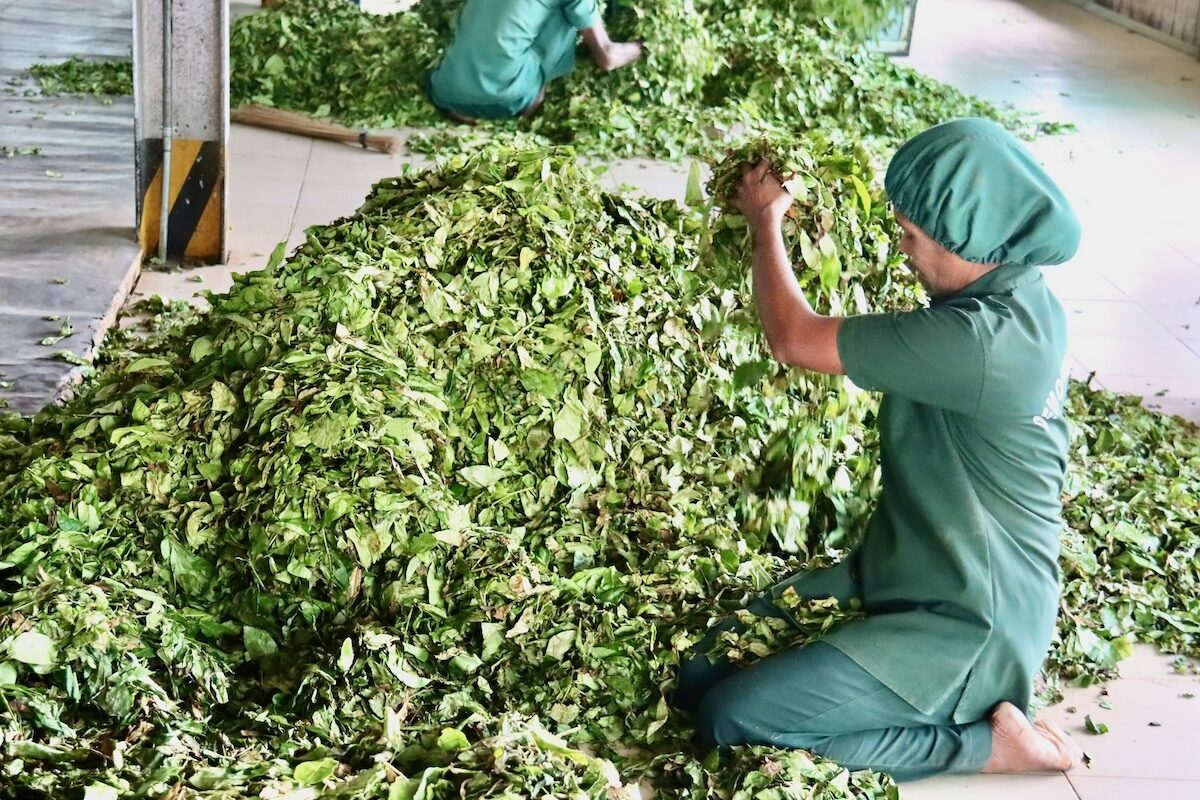 Tea Production in Sri Lanka