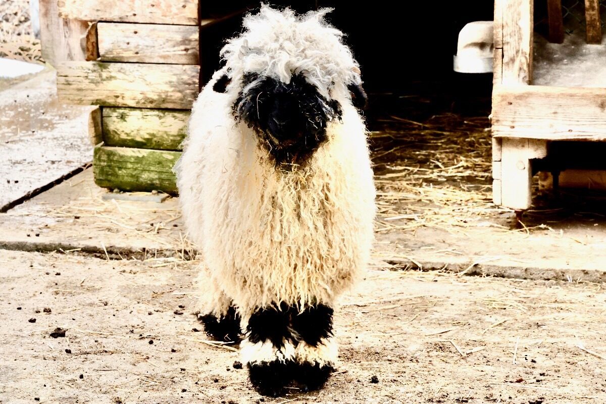 Valais Blacknose Sheep at Zoo des Marécottes Zoo