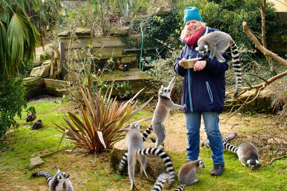 Valery Feeding the Lemurs at Cotswolds Wildlife Park