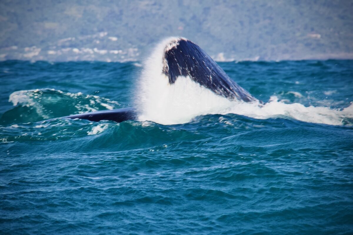 Whale Watching in the Dominican Republic