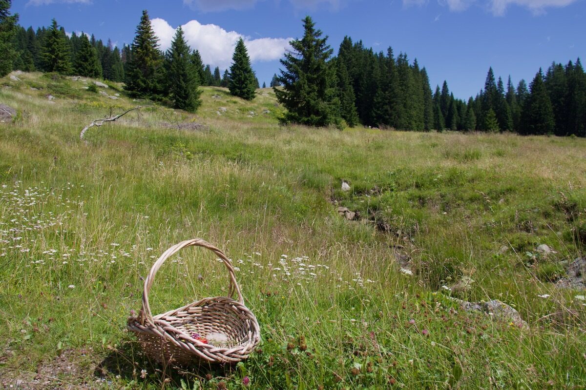 An Excerpt from my Diary: Foraging in the Dolomites