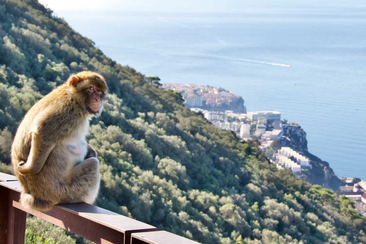 A Barbary Macaque on top of the Rock in Gibraltar