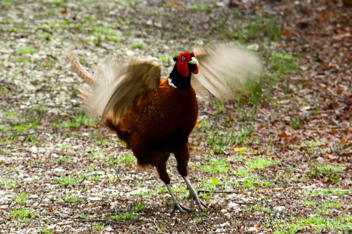 A Cock Pheasant Struts his Stuff on Brownsea Island in Dorset