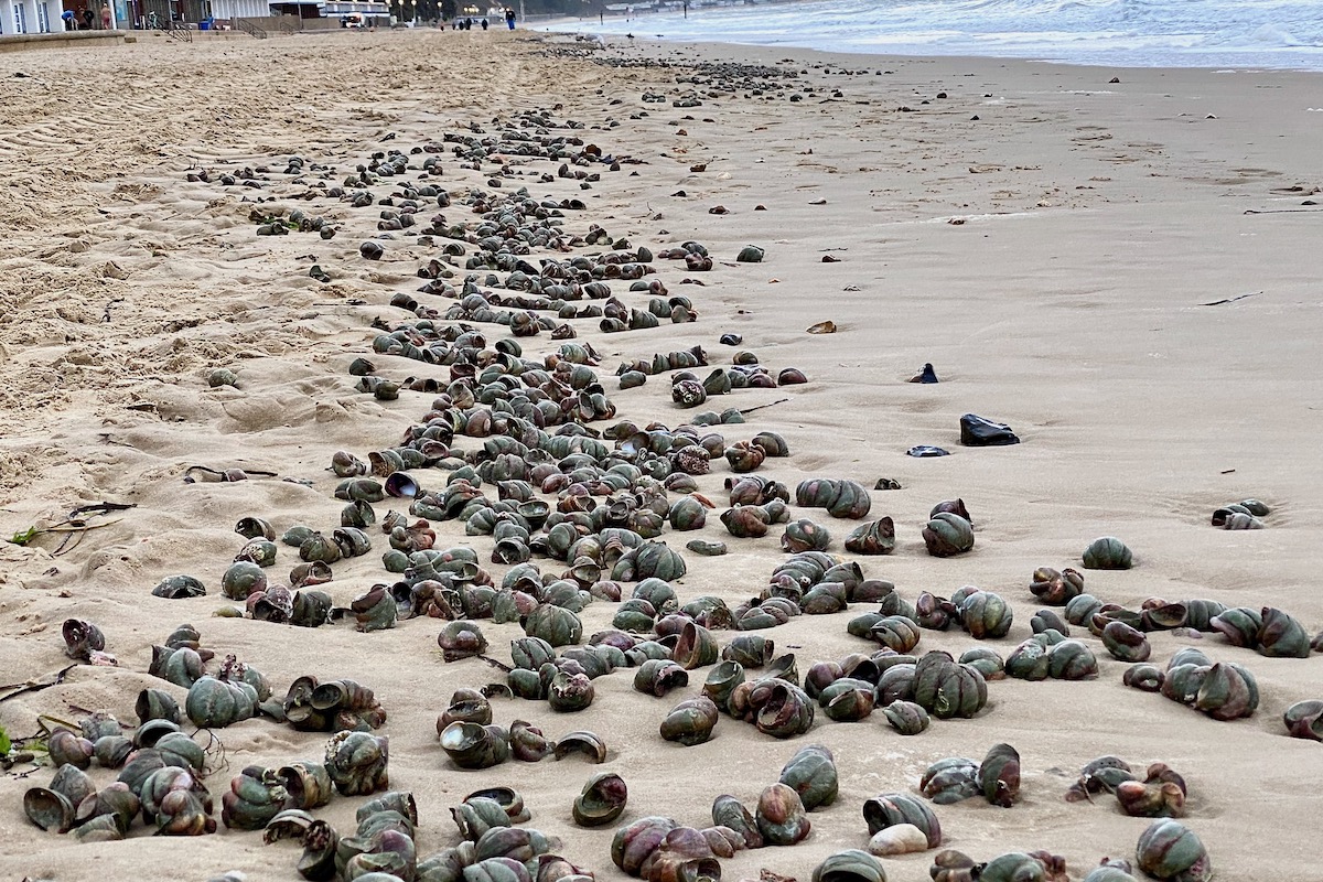 A Collection of Atlantic Slipper Limpets on Sandbanks Beach, Dorset
