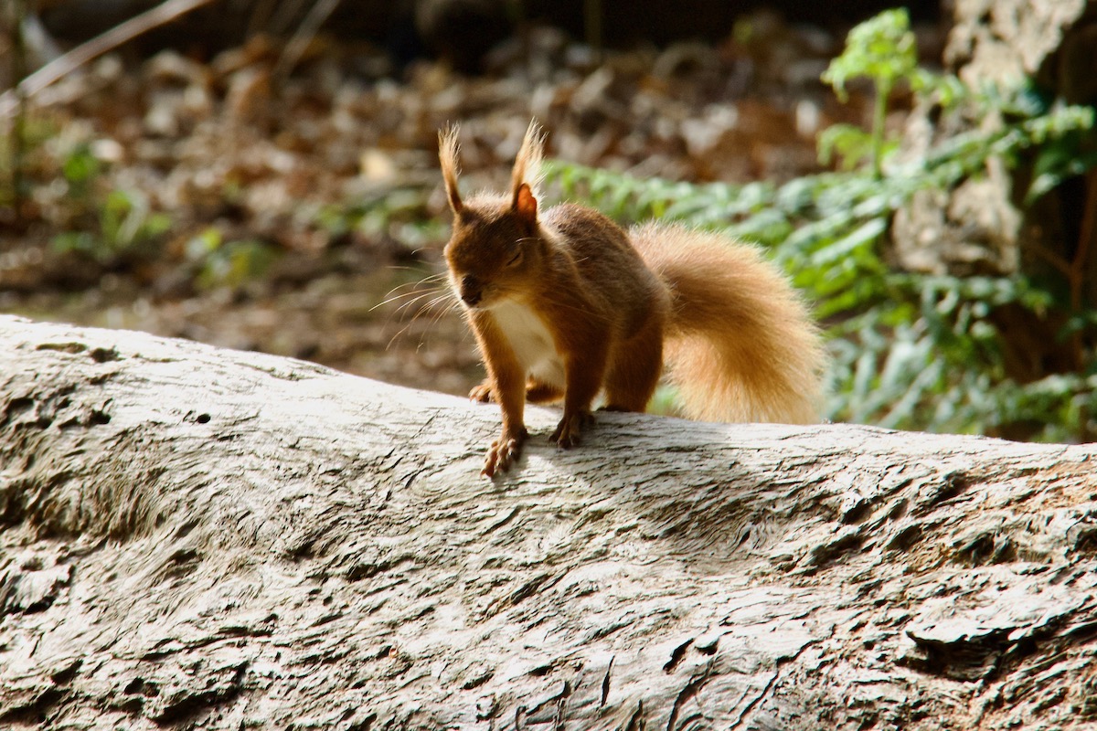 A Curious Red Squirrel on Brownsea Island in Dorset