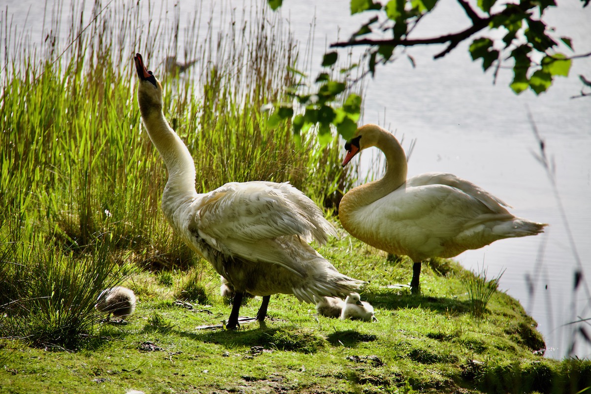 A Family of Swans on Brownsea Island