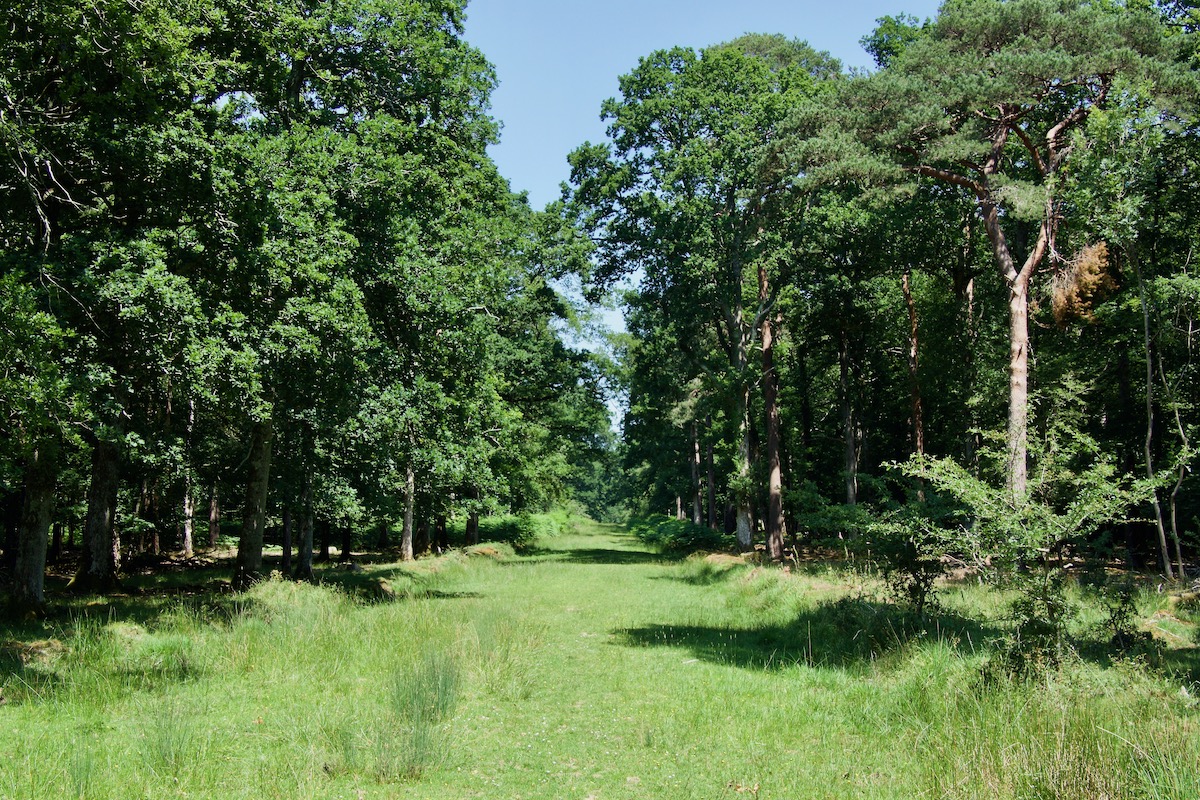 A Grassy Track Through the New Forest