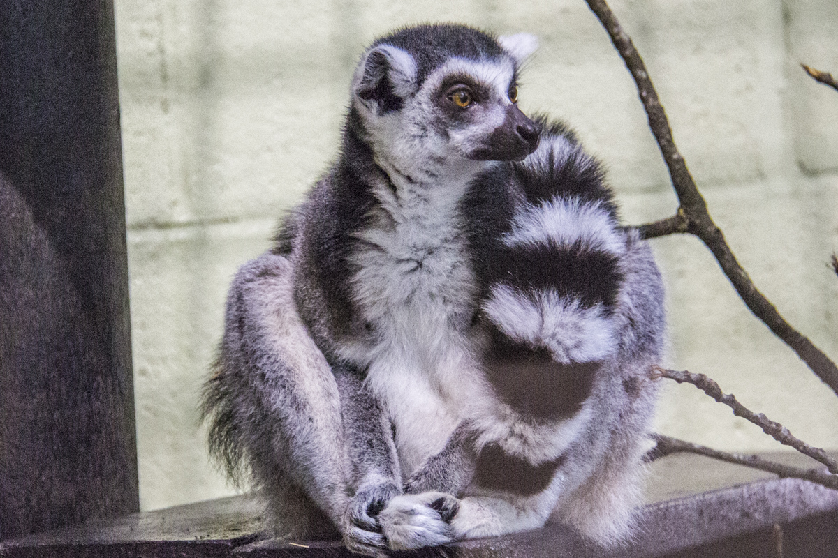 A Lemur Wrapped in his Tail at Marwell Zoo  0196