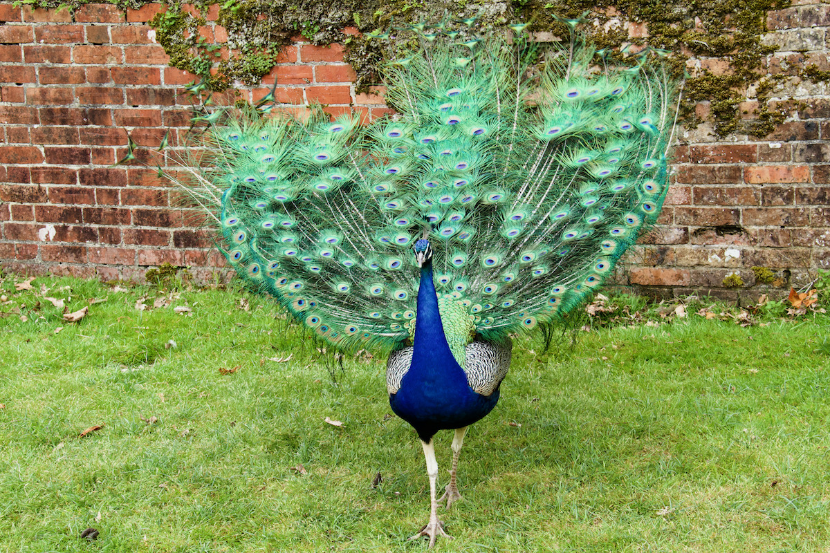A Peacock on Brownsea Island in Dorset