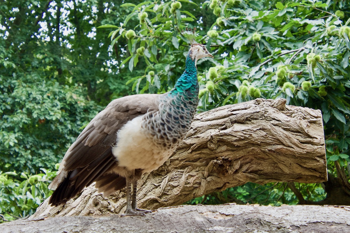 A Peahen on Brownsea Island in Dorset