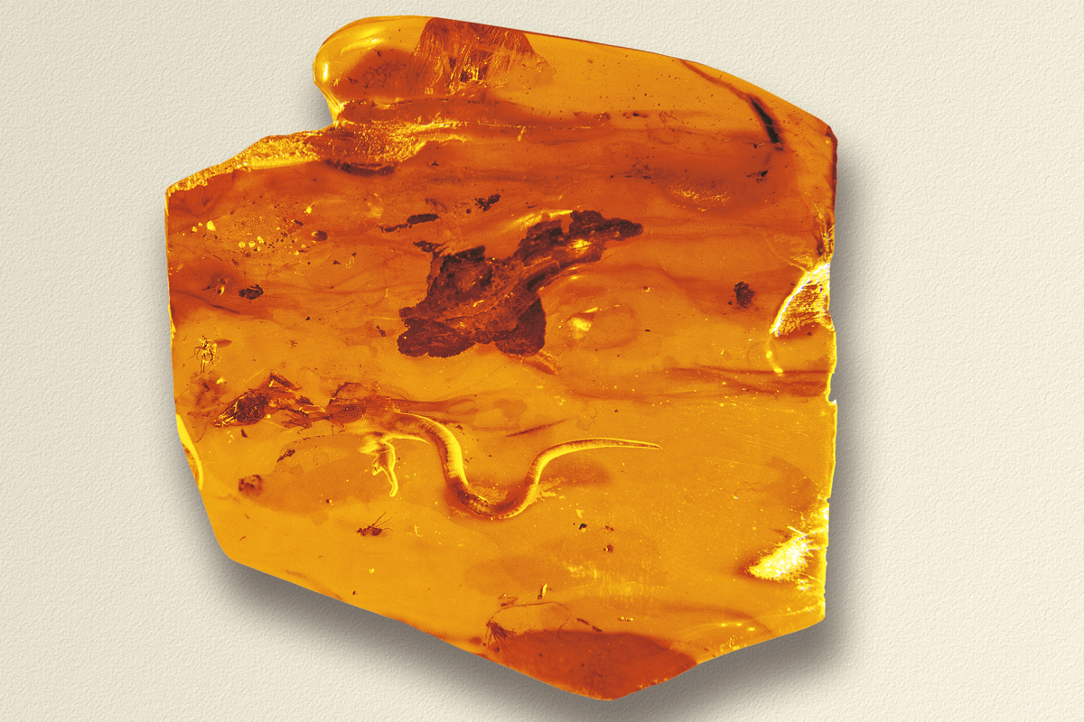 A Piece of Amber