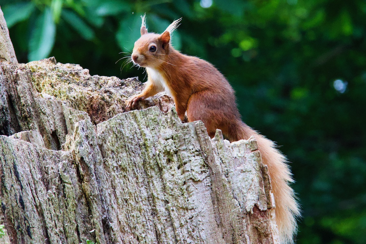 A Red Squirrel on Brownsea Island in Dorset