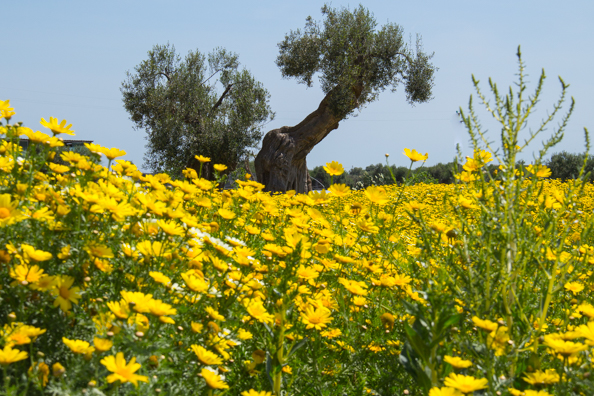 A riot of wild flowers among the olive trees of Polignano a Mare  Puglia, Italy