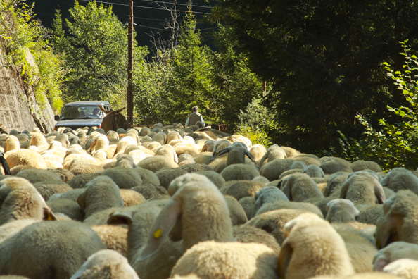 A sheep jam near Praso in Trentino a region of Italy