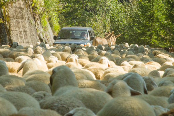 A sheep jam near Praso in Trentino, Italy