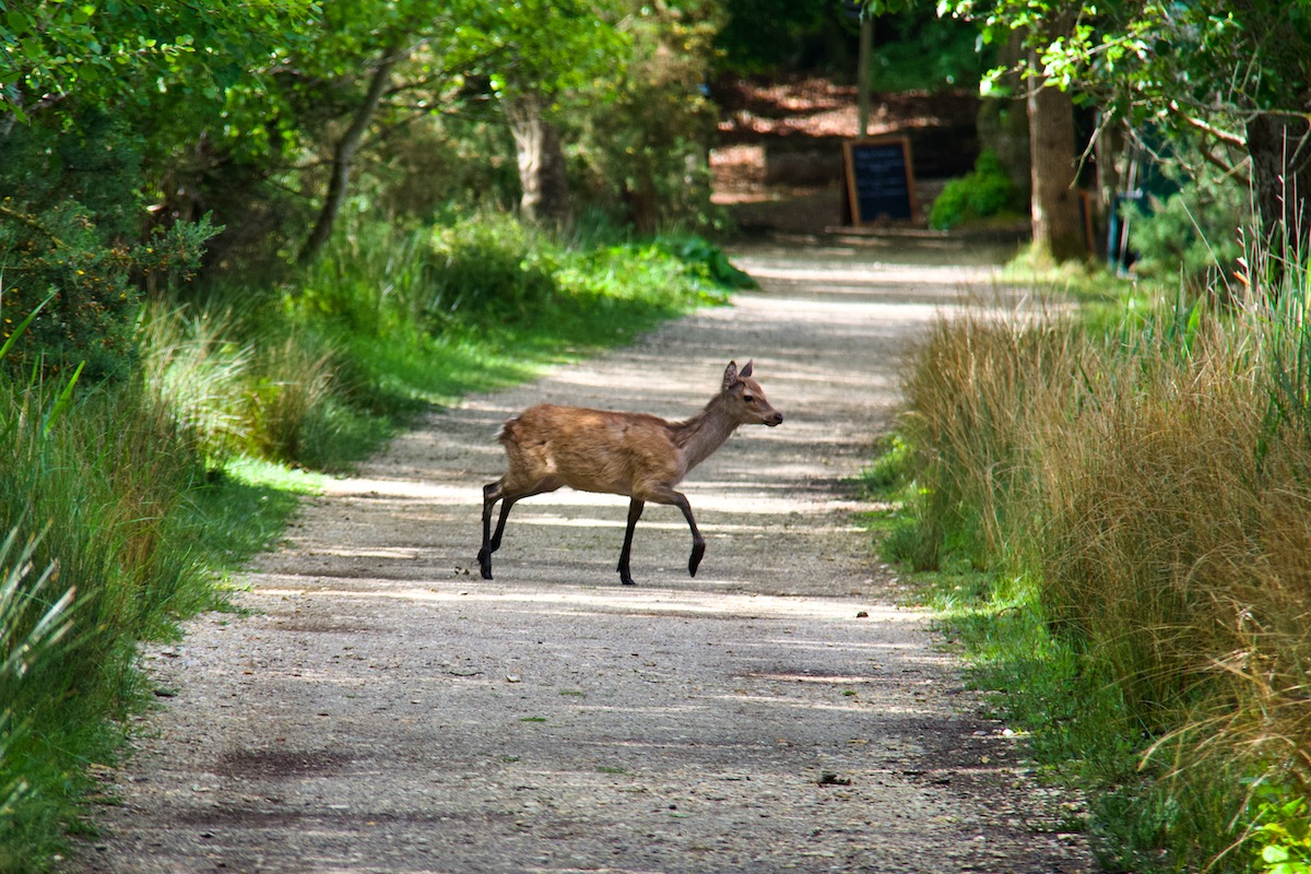 A Sika Deer on Brownsea Island