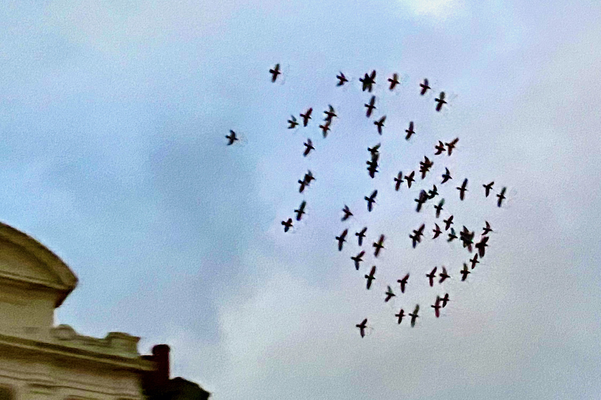A Small Murmuration of Starlings over Bournemouth in Dorset