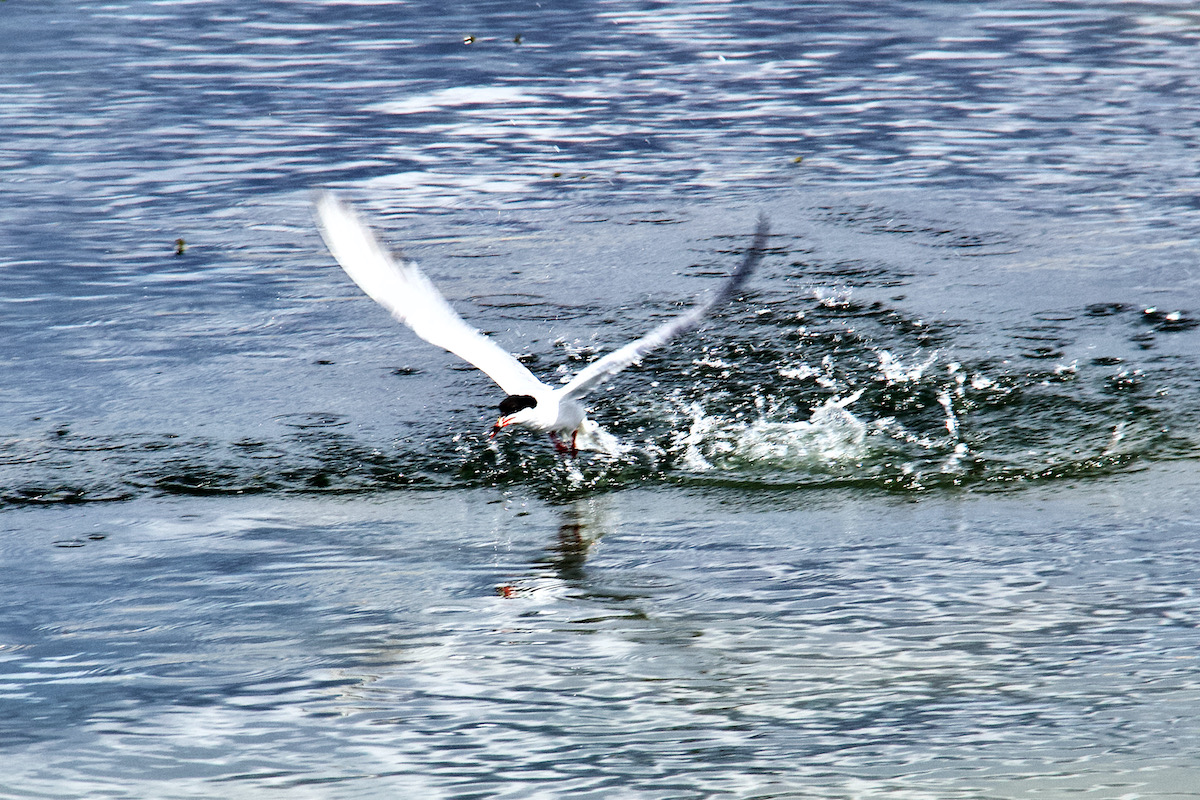 A Tern Diving for Fish in Poole Harbour, Dorset