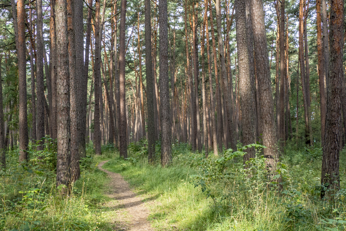 A Walk in the Wood in Jūrmala in Latvia   8290779