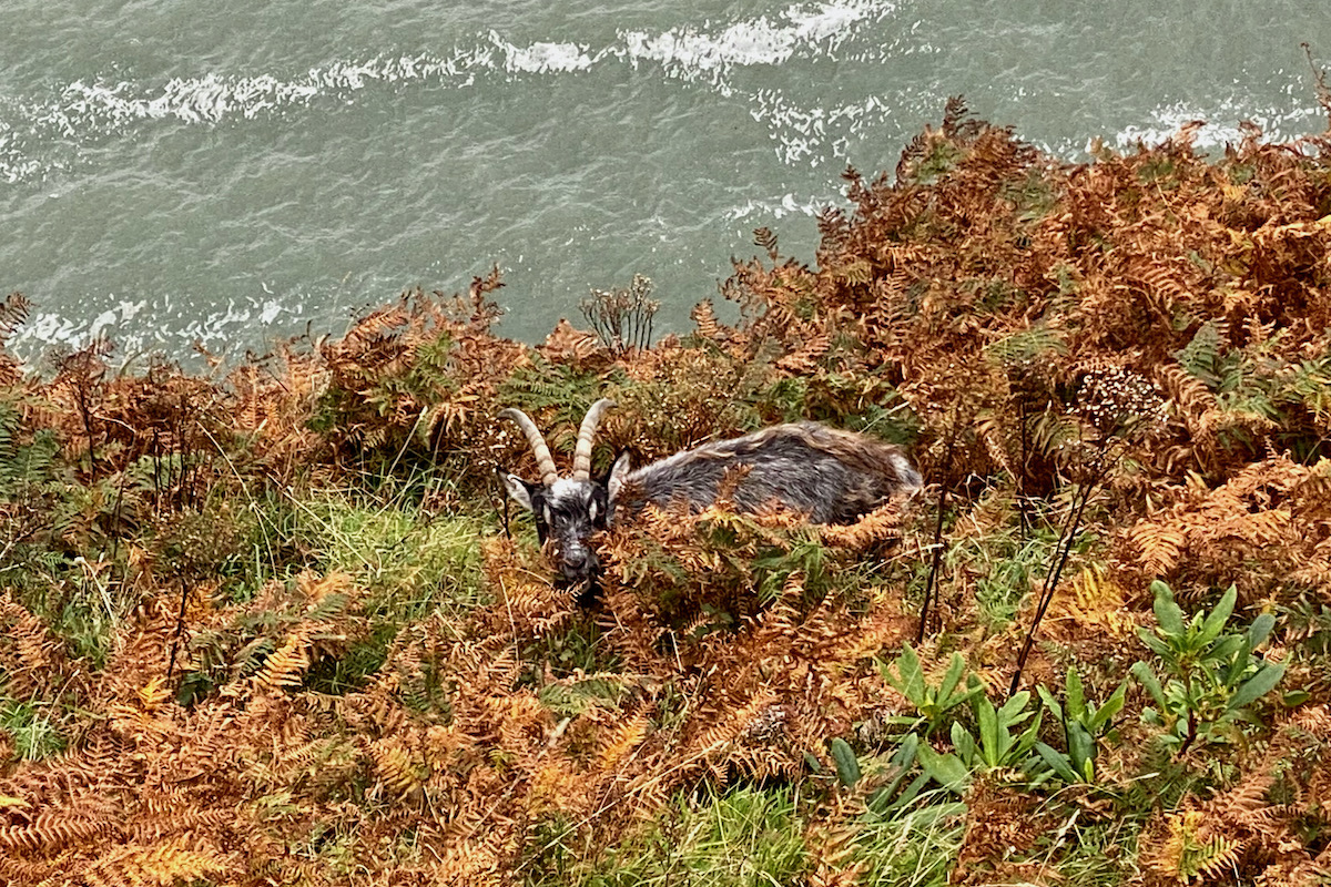 A Wild Goat in the Valley of the Rocks in Lynton, Devon