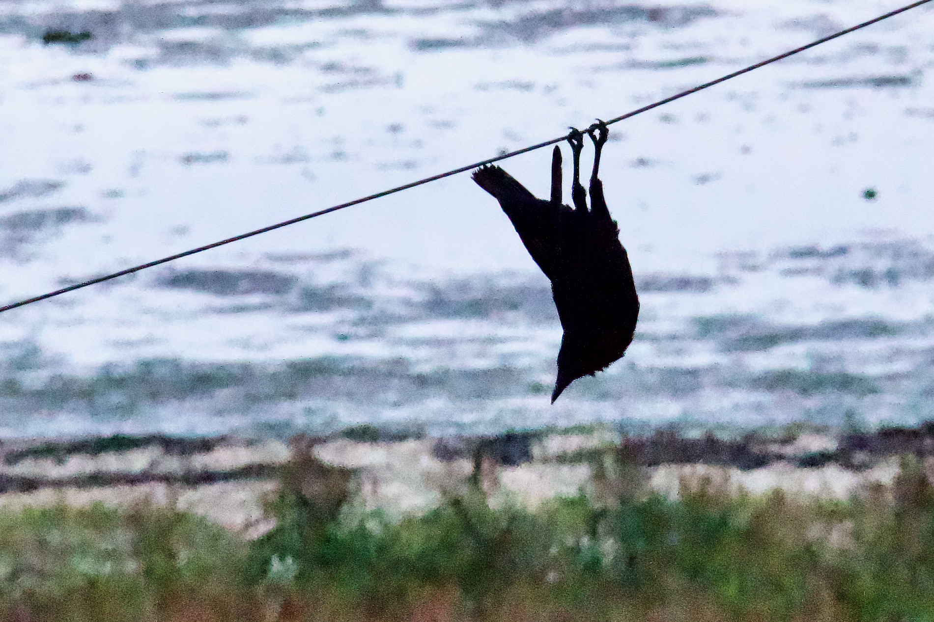 Acrobatic Crow