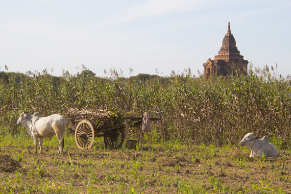 Agricultural landscape of Bagan Myanmar