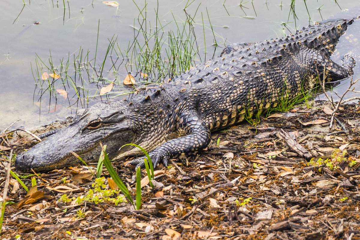 Alligator on Kiawah Island    4131702