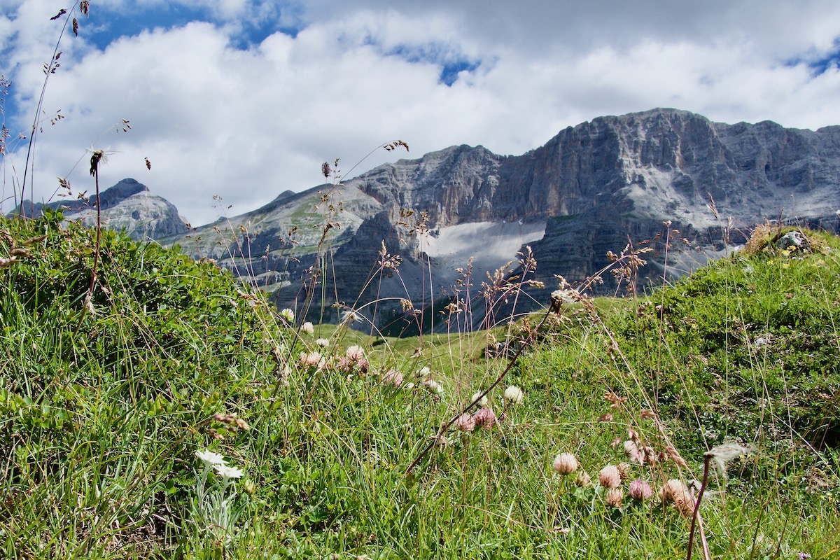 Alpine Meadow on Spinale in Madonna di Campiglio