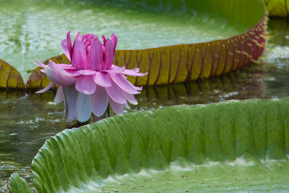 Amazonica Pamplemousses Gardens on Mauritius