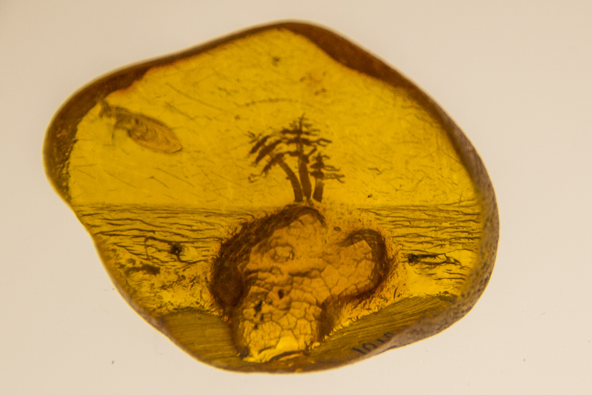 Amber containing fossils at the Amber Museum in Palaga, Lithuania 0182