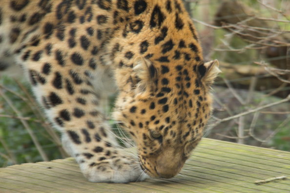 Amar leopard in Marwell Zoo in Hampshire