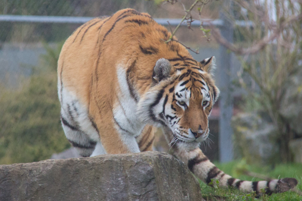 Amur tiger on the prowl at Marwell Zoo in Hampshire