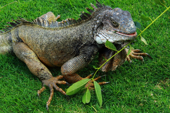 An iguana in Seminario Park in Guayaquil Ecuador