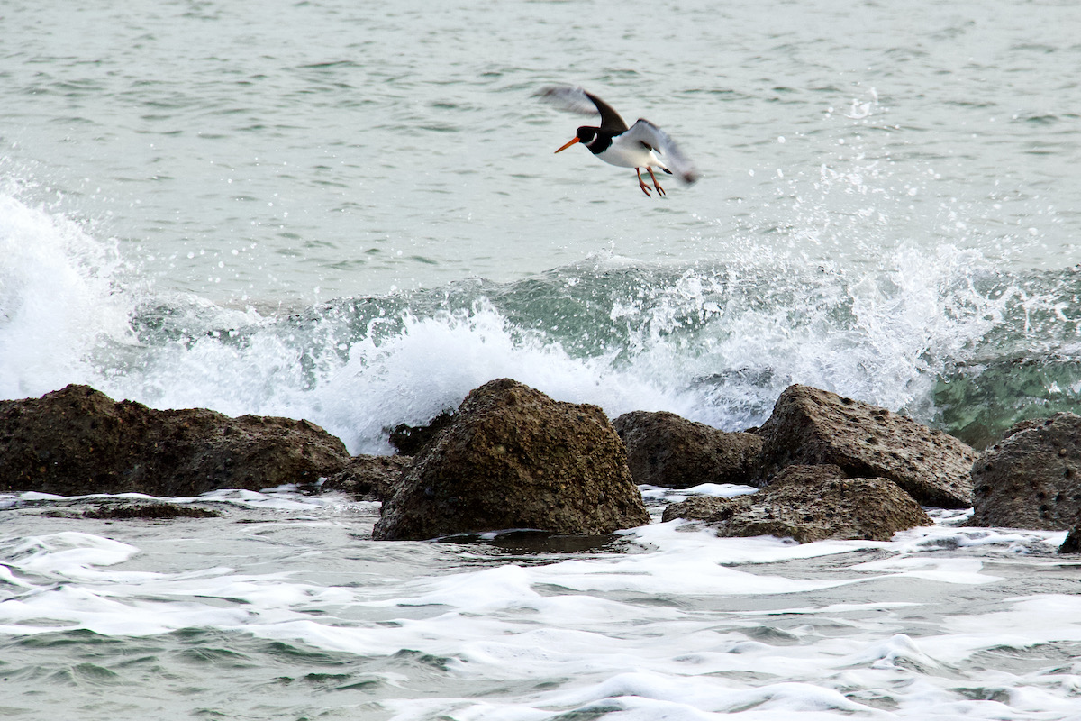 An Oyster Catcher Jumping the Waves